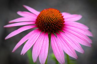 EIE ECHINACEA per sostenere l\' immunit