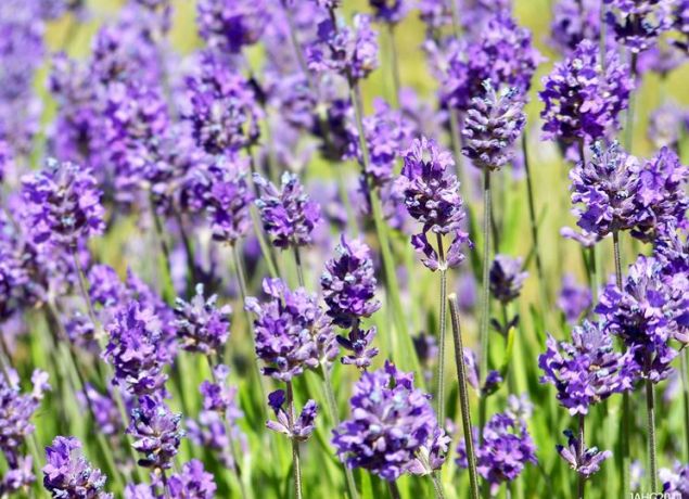 Allenta le tensioni con EIE LAVANDA